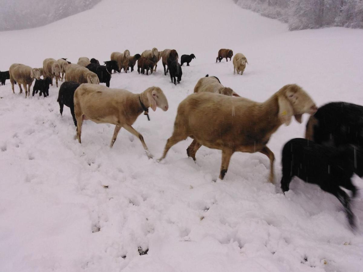 Holiday On An Organic Farm In Hart Im Zillertal Exteriör bild