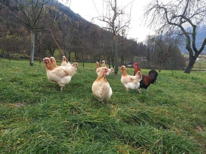 Holiday On An Organic Farm In Hart Im Zillertal Exteriör bild